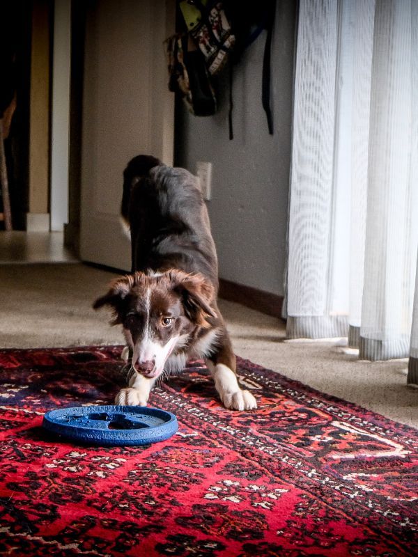 Area Rug Protection in Louisburg KS