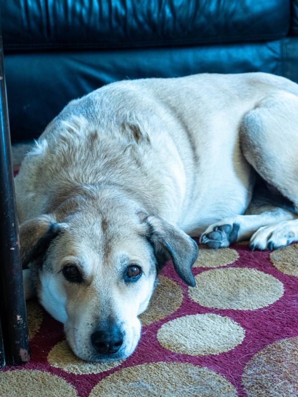 Pet Odor Removal in Reno KS